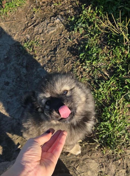 Donez căteluși pui talie mică