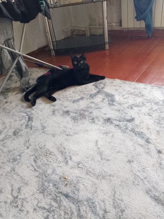 Отдам кота по кличке Кузя в добрые руки