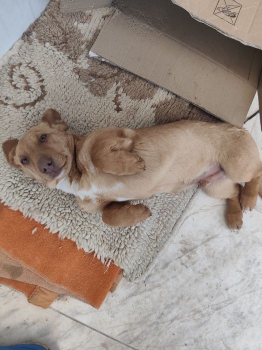 Подарявам кученце