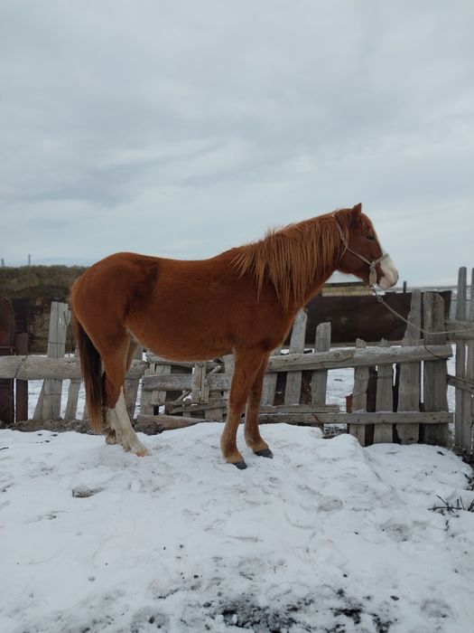 Бие сатылады ПОЛУКРОВКА жуас төлдері ірі 3төлдеген