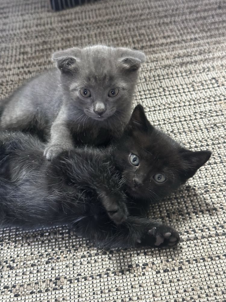 Котята 1 месяц.