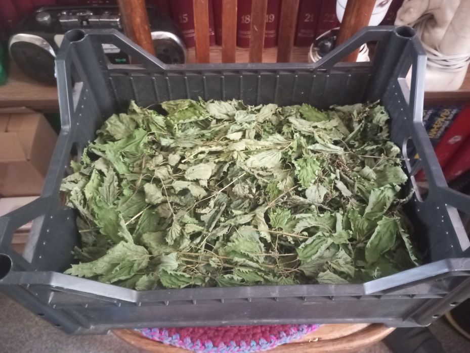 Сушеные листья крапивы