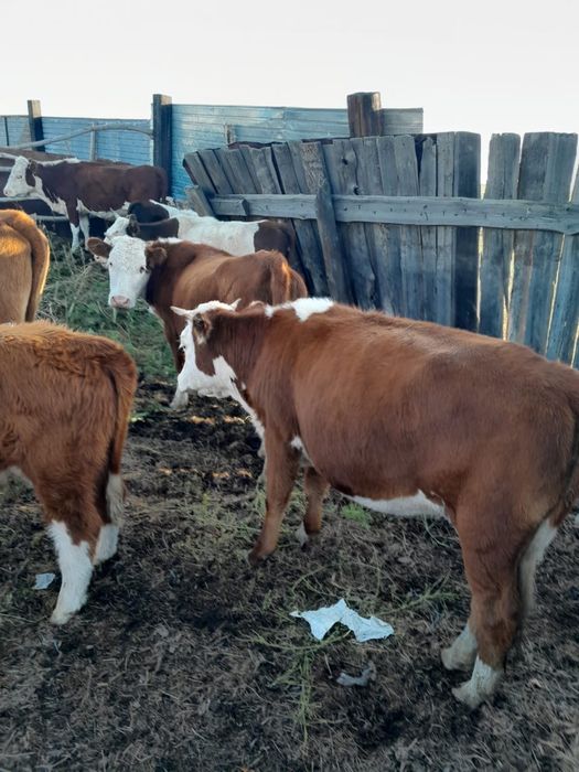 құнажын сатам 2 жасар