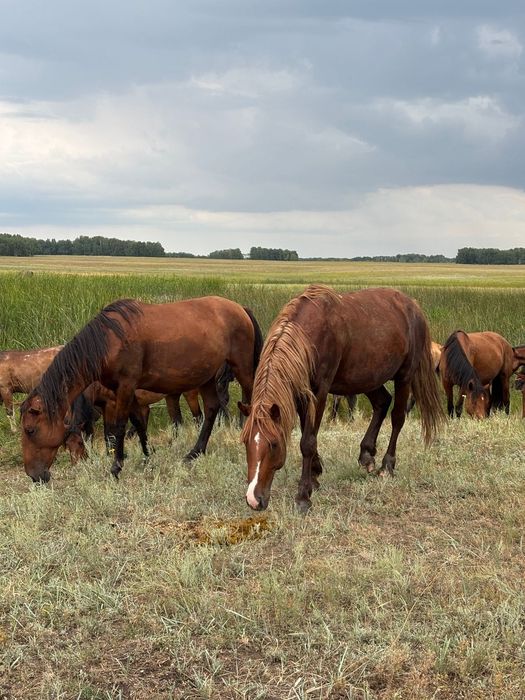 Продается жеребцы