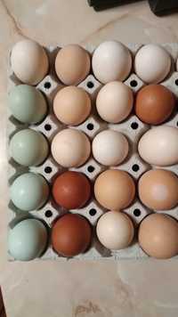 Ouă araucana si marans pentru incubat