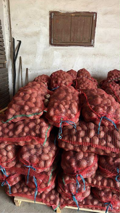 Cartof rosii red lady