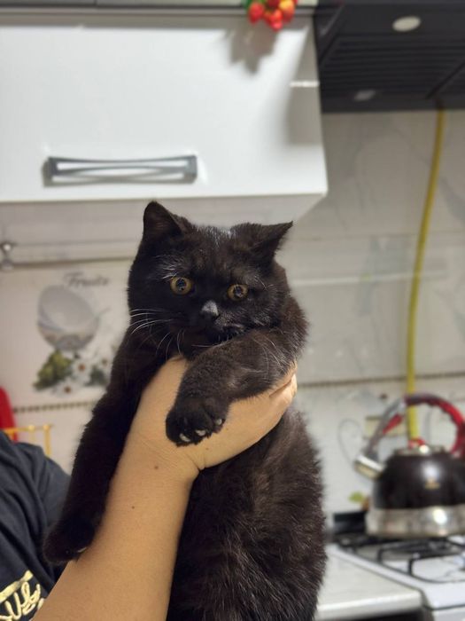 Продаётся породистый кот.