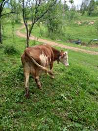 De vanzare vaca cu vitel