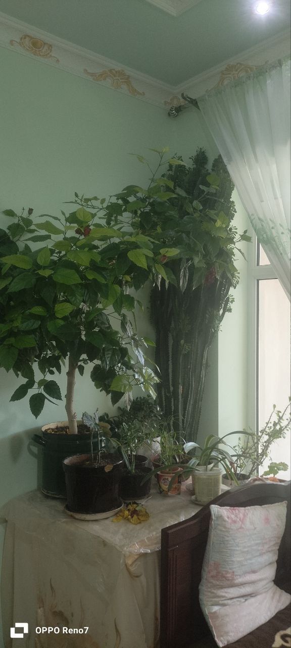Цветы Китайский роза