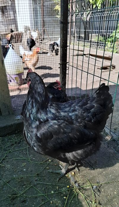 Ouă, Cocosi Jersey Giant,, Cocosi Sussex si Playmount.