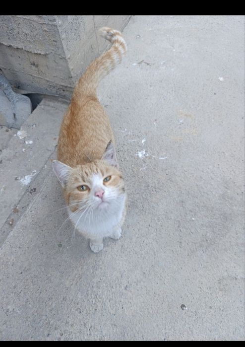 Кот ,скотиш страйт бесплатно