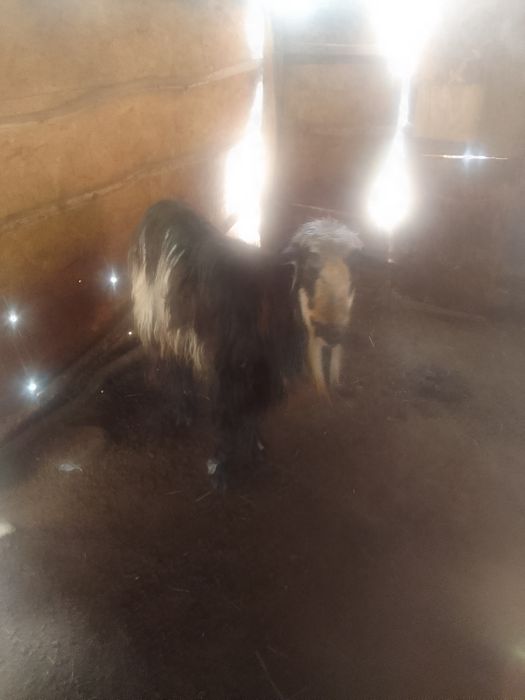 Ţap  de vânzare  din  mamă  zanen  şi tată  metis de alpin Francez