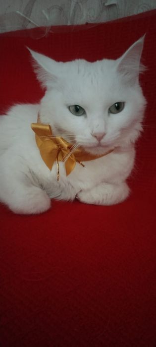 Отдам кошечку 3 года