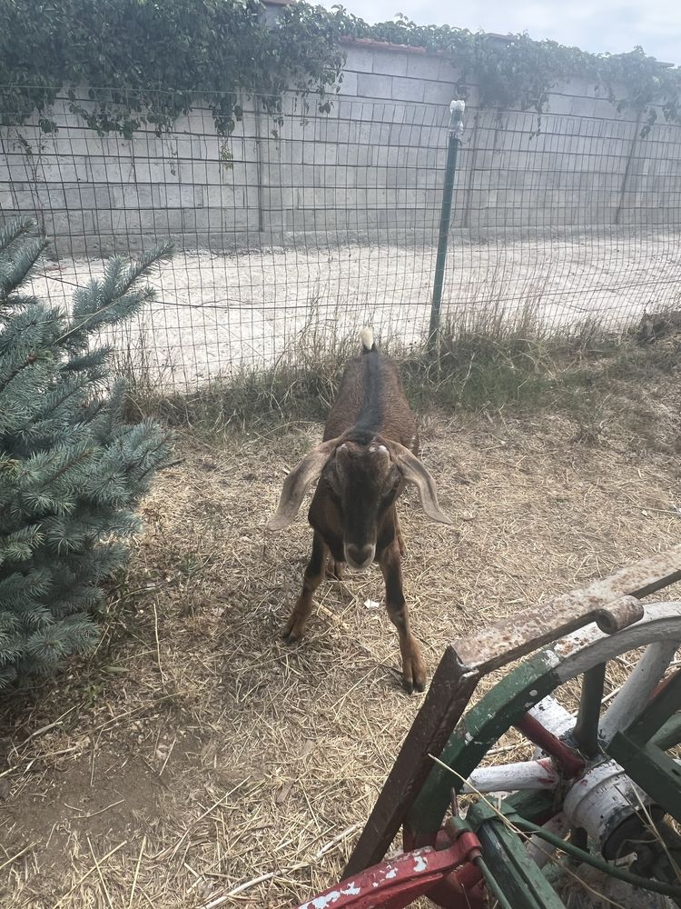Продавам мъжки ярета на промоция