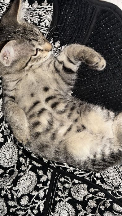 Отдам даром очаровательного котёнка!