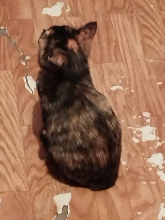 Отдам даром в добрые руки. Котята черный мальчик и девочка