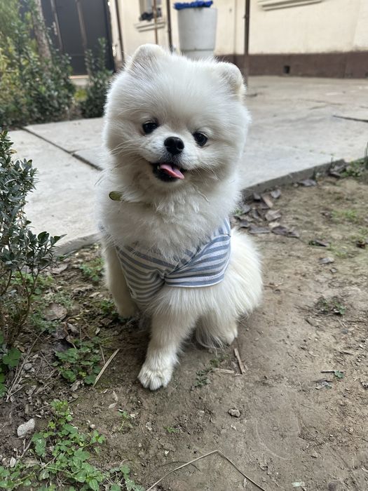 Продаетьса собачка