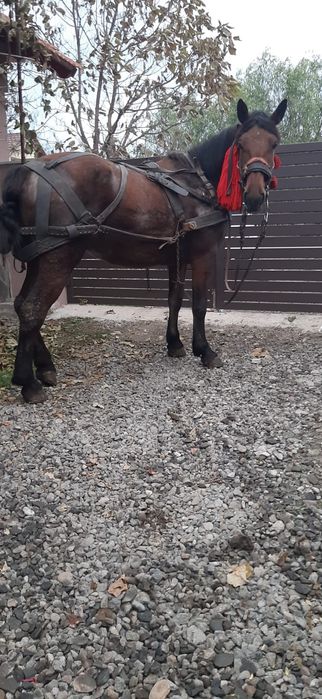 Vând mânză de 2 ani învățată