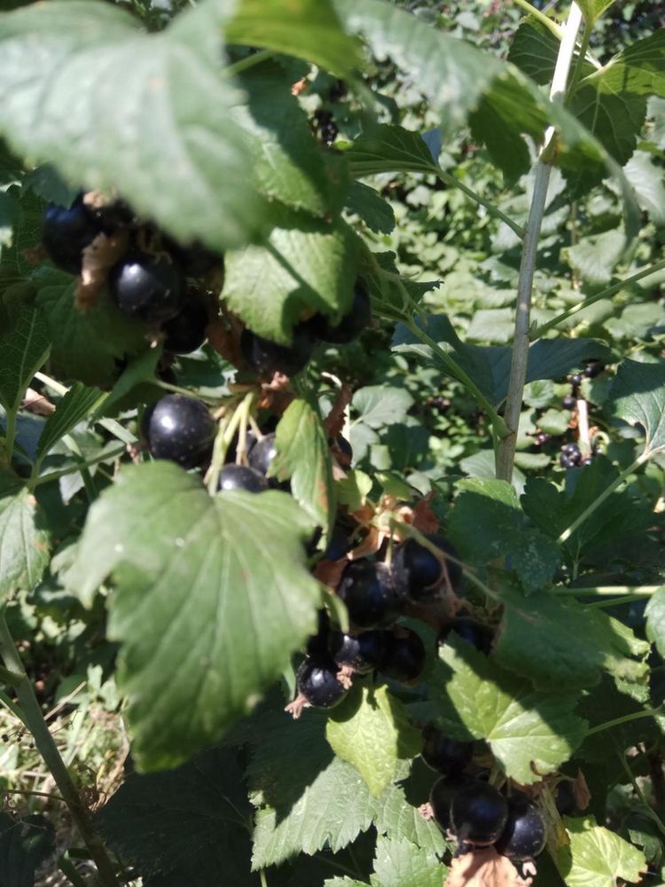 Продам черную садовую смородину