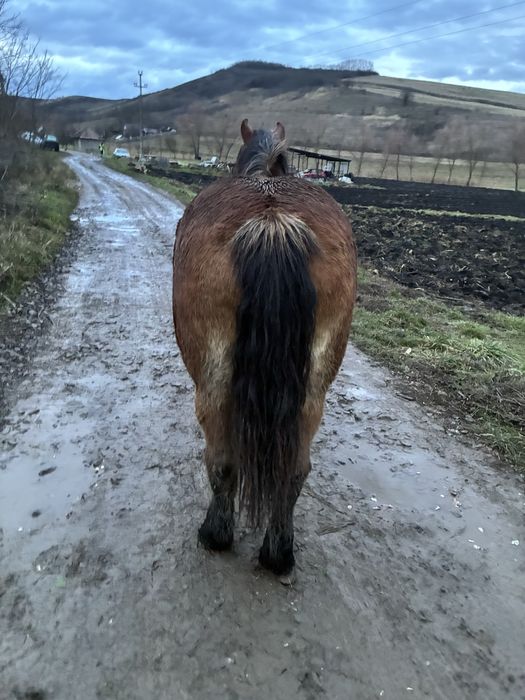 Vand manza de un 1 an si 8 luni