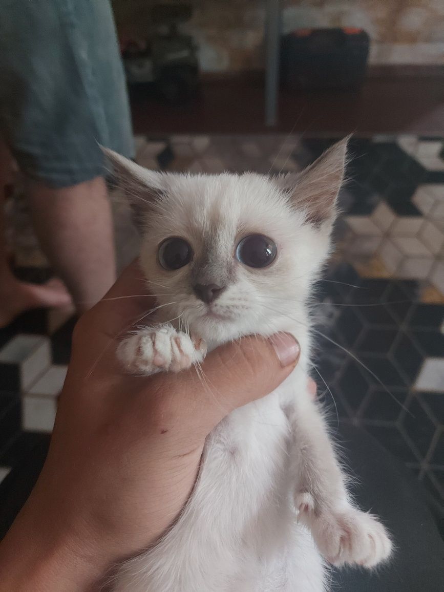 Одам котёнка  доброго