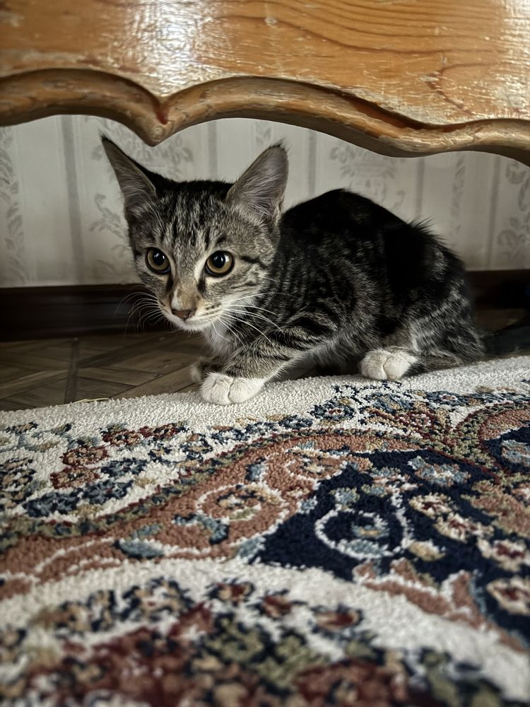 Котенок 3 месяцев (мальчик)