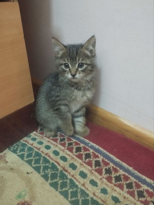 Отдам в хорошие добрые руки