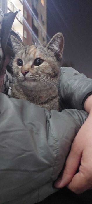 Отдается девочка в отличную семью