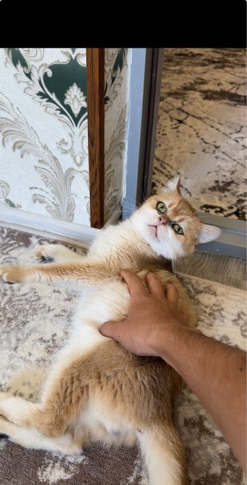 Toza naslli British Golden Chinchilla qiz mushuklarni taklif qiladi