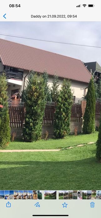 Tuia smaragd , Calitate superioară