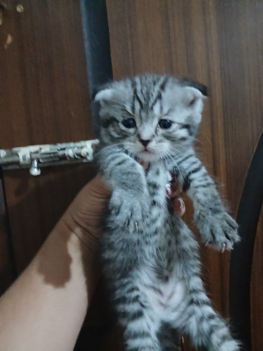 Продаются шотландские котята