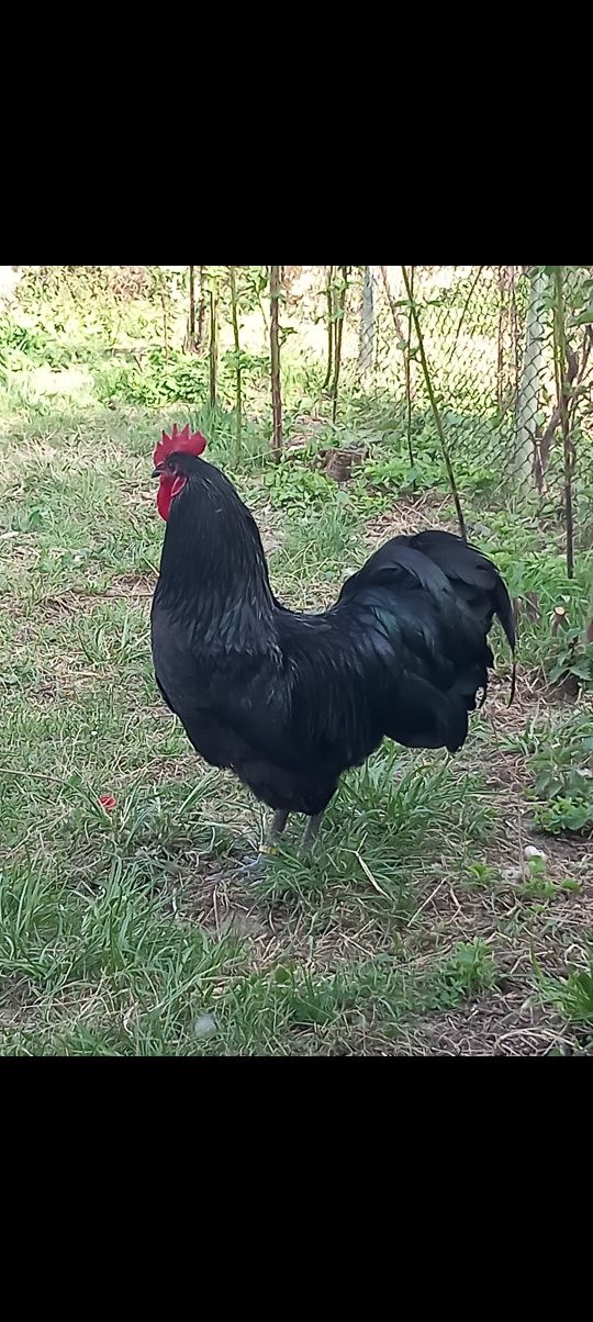 Gaini australorp și ouă pentru incubat