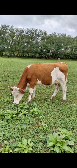 Vaci de vanz  de vanzare baltata romaneasca pret 6500 bucata