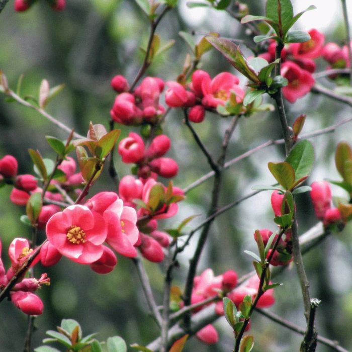 Pomi Ornamentali (Gutui Japonez )