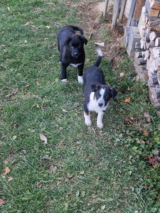 Donez un catelus si o catelusa de talie mijlocie