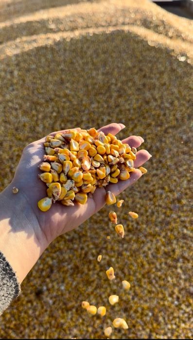 Vand porumb recolta 2025