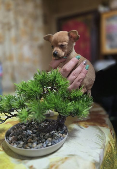 **Мини чихуахуа***