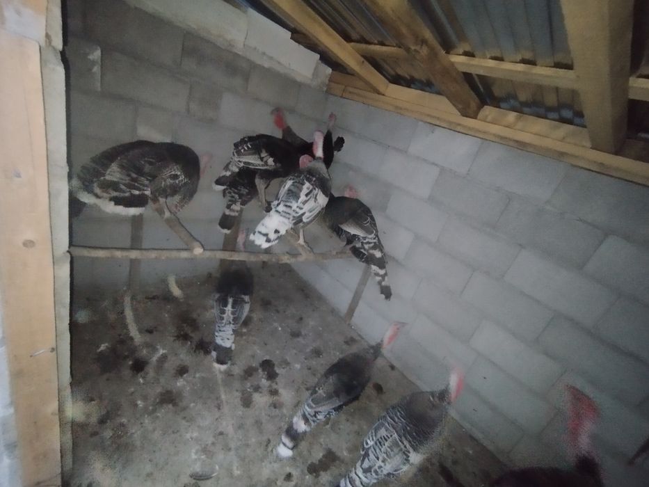 Vând curci curcani urgent