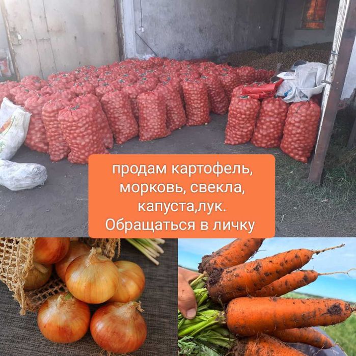 Продам дачные овощи