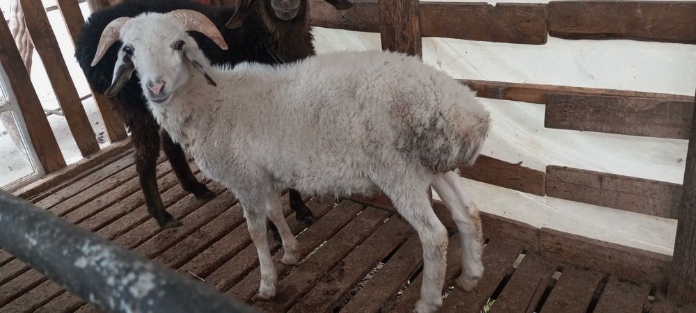 Кучкор барра сотилади