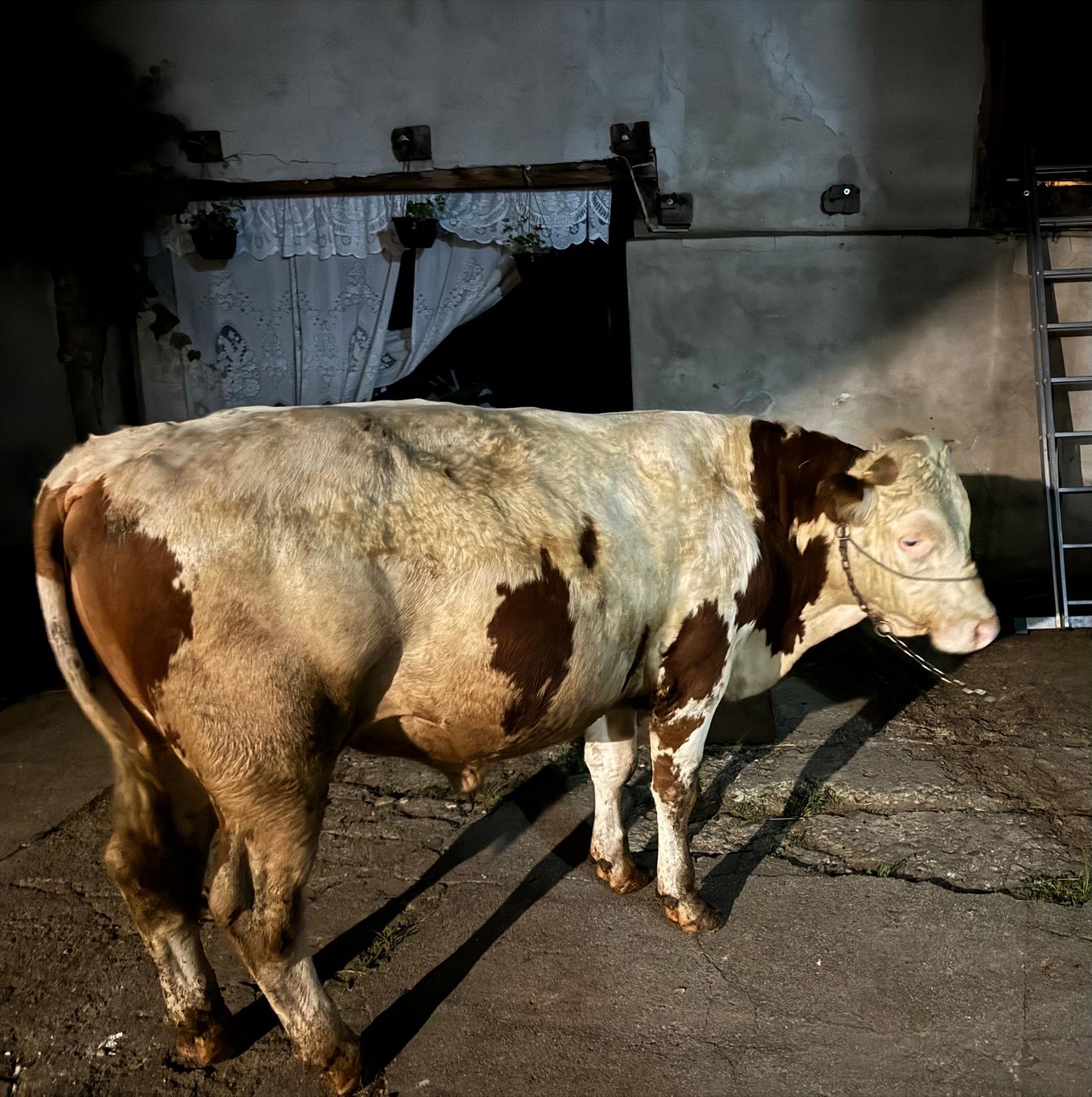 Tăurași de carne