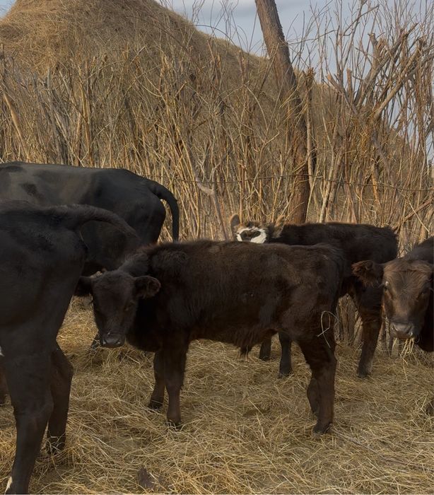 Бұқа, 3 бұқа сатамыз