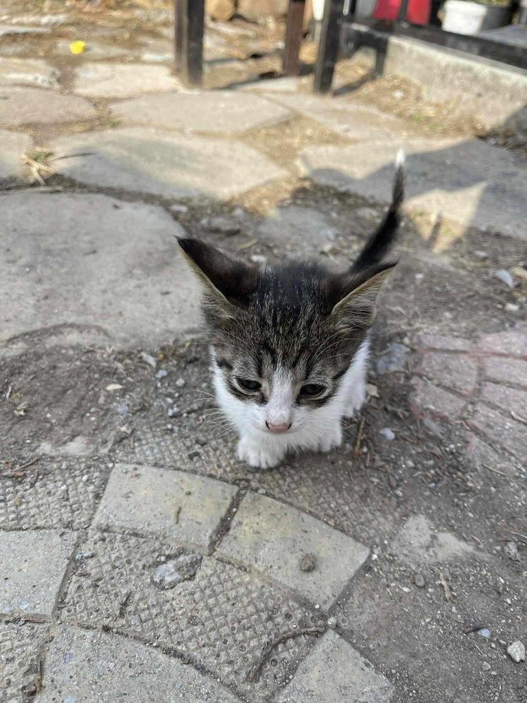 Подарявам три малки котенца
