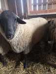 Berbec mior rasa Suffolk