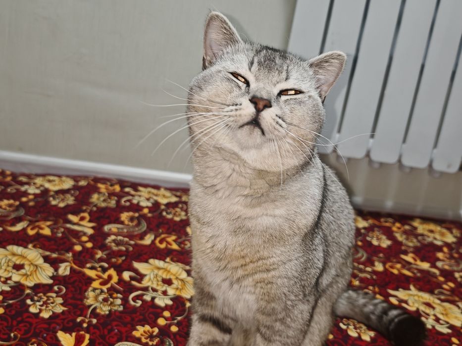 Мраморный шиншила