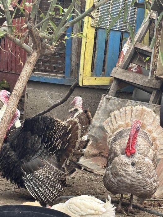 Curcani si curci domestice