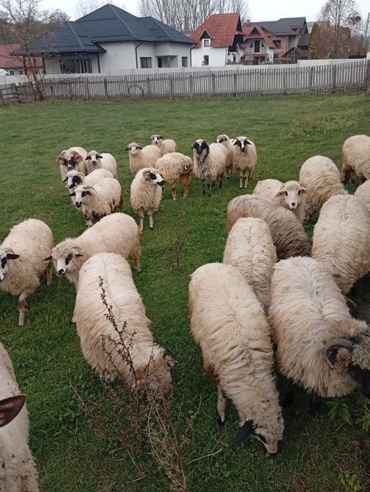 Vând mieluțe țurcane din primăvara asta și oi mioare,stramioare!