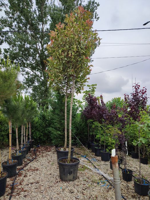 Catalpa,platan, photinia