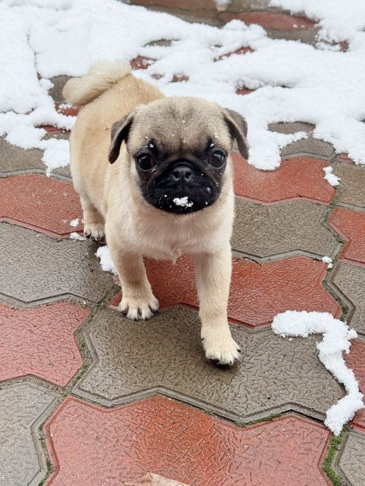 Продается мопс-девочка