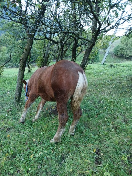 Vând manz de 5 luni